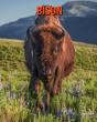 Bison - Preview