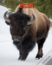 Bison