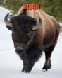 Bison - Preview