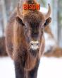 Bison - Preview