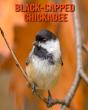 Black-Capped Chickadee - Preview