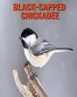 Black-Capped Chickadee - Preview