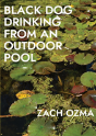 Black Dog Drinking From An Outdoor Pool - Preview