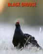 Black Grouse - Preview