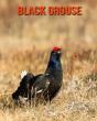 Black Grouse - Preview