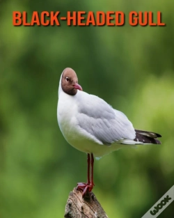 Capa do artigo Black-Headed Gull