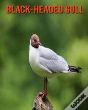Black-Headed Gull