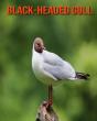 Black-Headed Gull - Preview