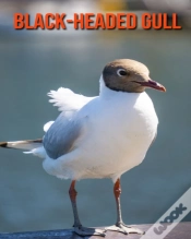 Capa do artigo Black-Headed Gull