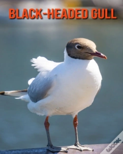 Capa do artigo Black-Headed Gull
