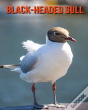 Black-Headed Gull