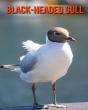 Black-Headed Gull - Preview