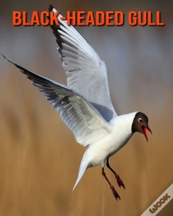 Capa do artigo Black-Headed Gull