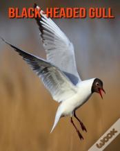 Black-Headed Gull