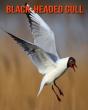 Black-Headed Gull - Preview