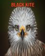 Black Kite - Preview