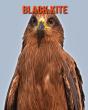 Black Kite - Preview