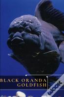 Black Oranda Goldfish