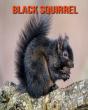 Black Squirrel - Preview