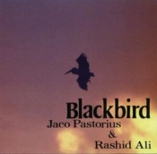 Capa do artigo Blackbird - CD