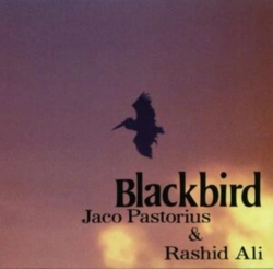 Capa do artigo Blackbird - CD