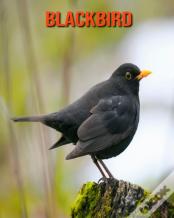 Blackbird