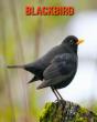 Blackbird - Preview