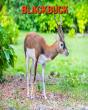 Blackbuck - Preview