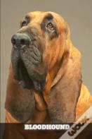 Bloodhound