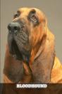 Bloodhound - Preview
