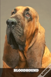 Capa do artigo Bloodhound