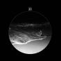 Bloodline - Vinil - Preview