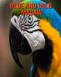 Blue And Gold Macaw - Preview