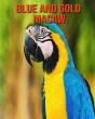 Blue And Gold Macaw - Preview