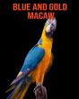 Blue And Gold Macaw - Preview