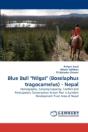 Blue Bull "Nilgai" (Boselaphus Tragocamelus) - Nepal - Preview