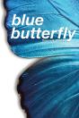 Blue Butterfly - Preview