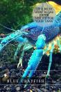 Blue Crayfish - Preview