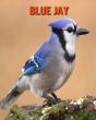 Blue Jay - Preview