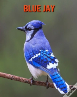 Capa do artigo Blue Jay