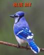 Blue Jay - Preview