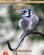 Blue Jay - Preview