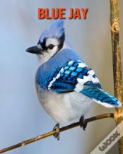 Blue Jay