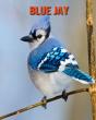 Blue Jay - Preview