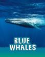 Blue Whales - Preview