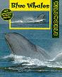 Blue Whales - Preview