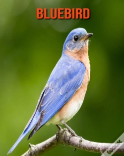 Capa do artigo Bluebird
