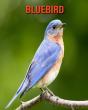 Bluebird - Preview