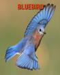 Bluebird - Preview