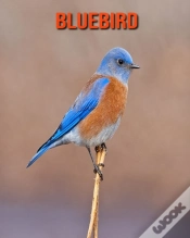 Capa do artigo Bluebird
